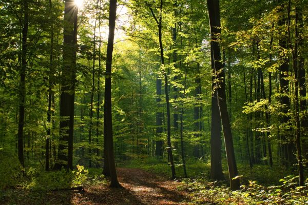 A vertical shot of the Forêt de Soignes, Belgium, Brussels with the sun shining through the branches
